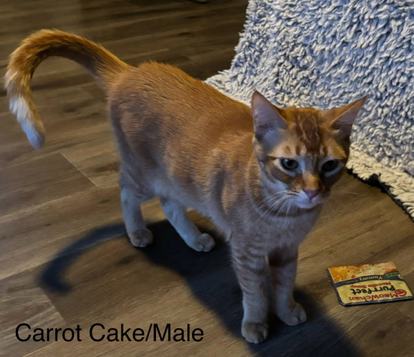 Carrot Cake