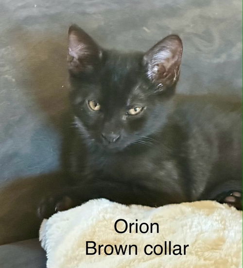 Orion aka ocean