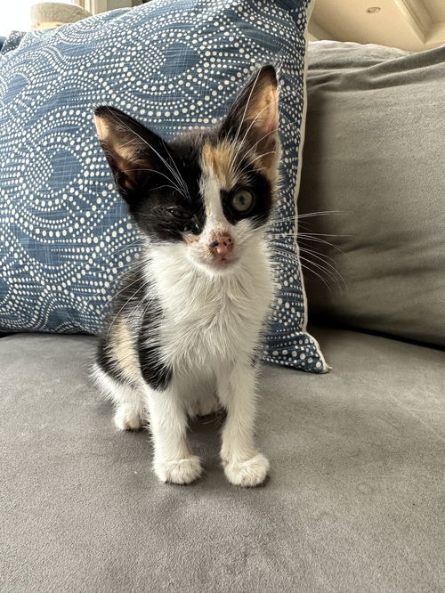 Coco - Tillie