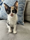 Coco - Tillie