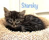 Starsky