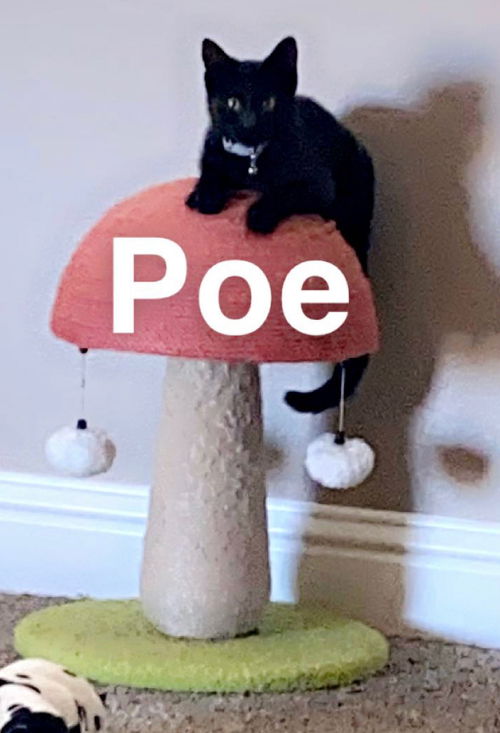 Pepper - Poe