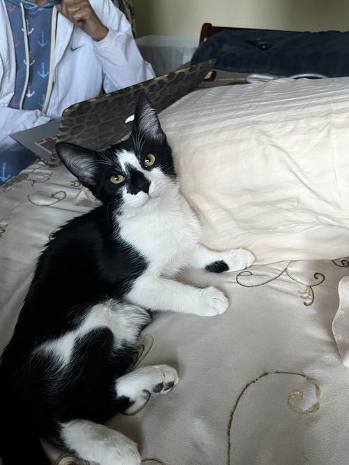 Tulip (Diva)