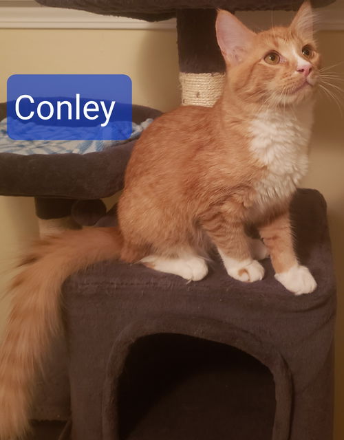 Conley aka Orange Boy