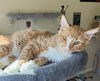 Conley aka Orange Boy