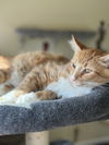 Conley aka Orange Boy