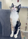 Snazzy aka Kitty Spots