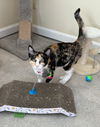 Snazzy aka Kitty Spots
