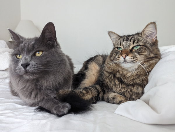 Hazel (Bonded with Stormy)