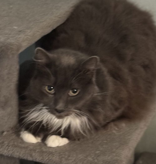 Cosmo