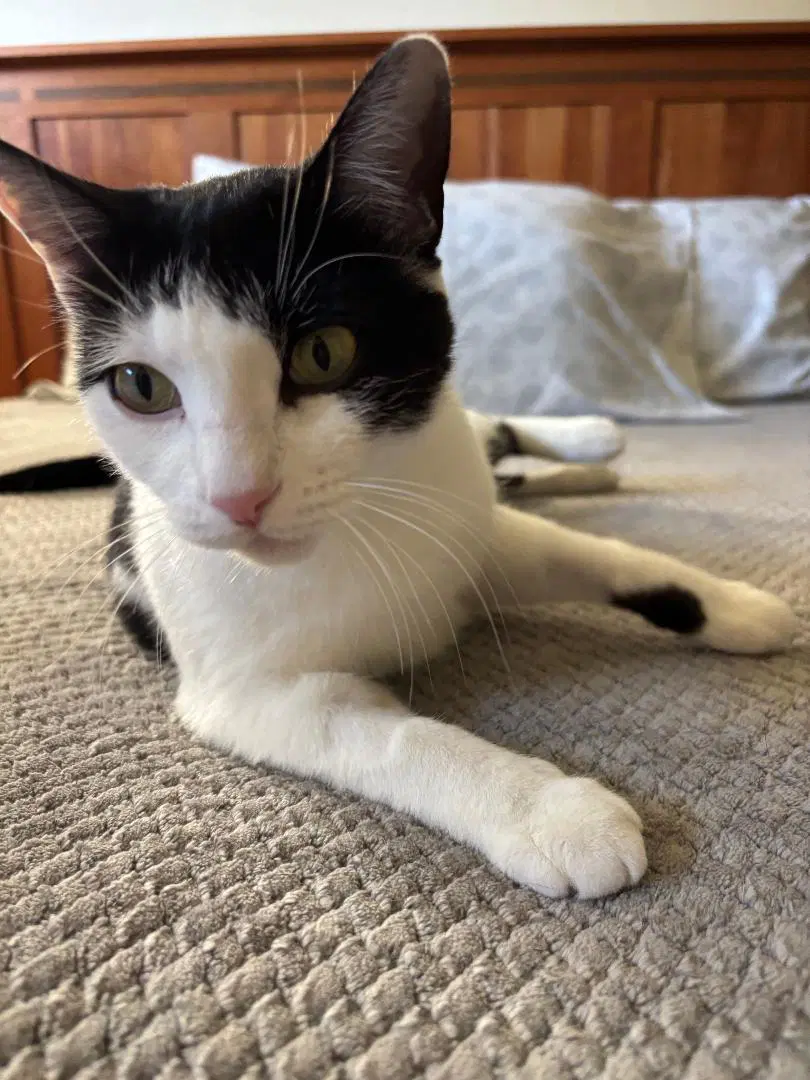 Susie - Domestic Short Hair