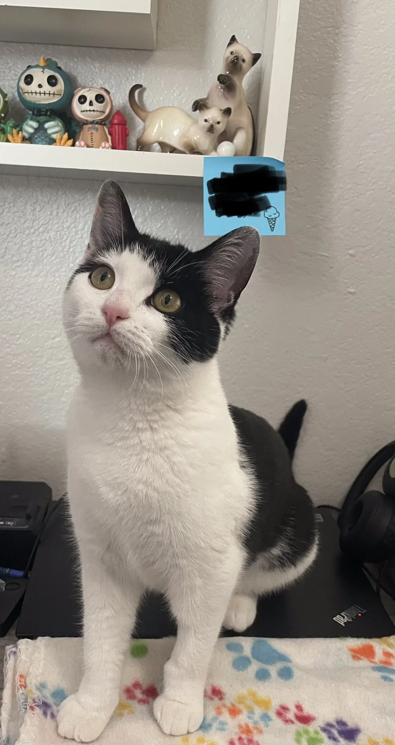 Susie - Domestic Short Hair