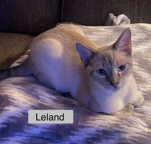 Leland