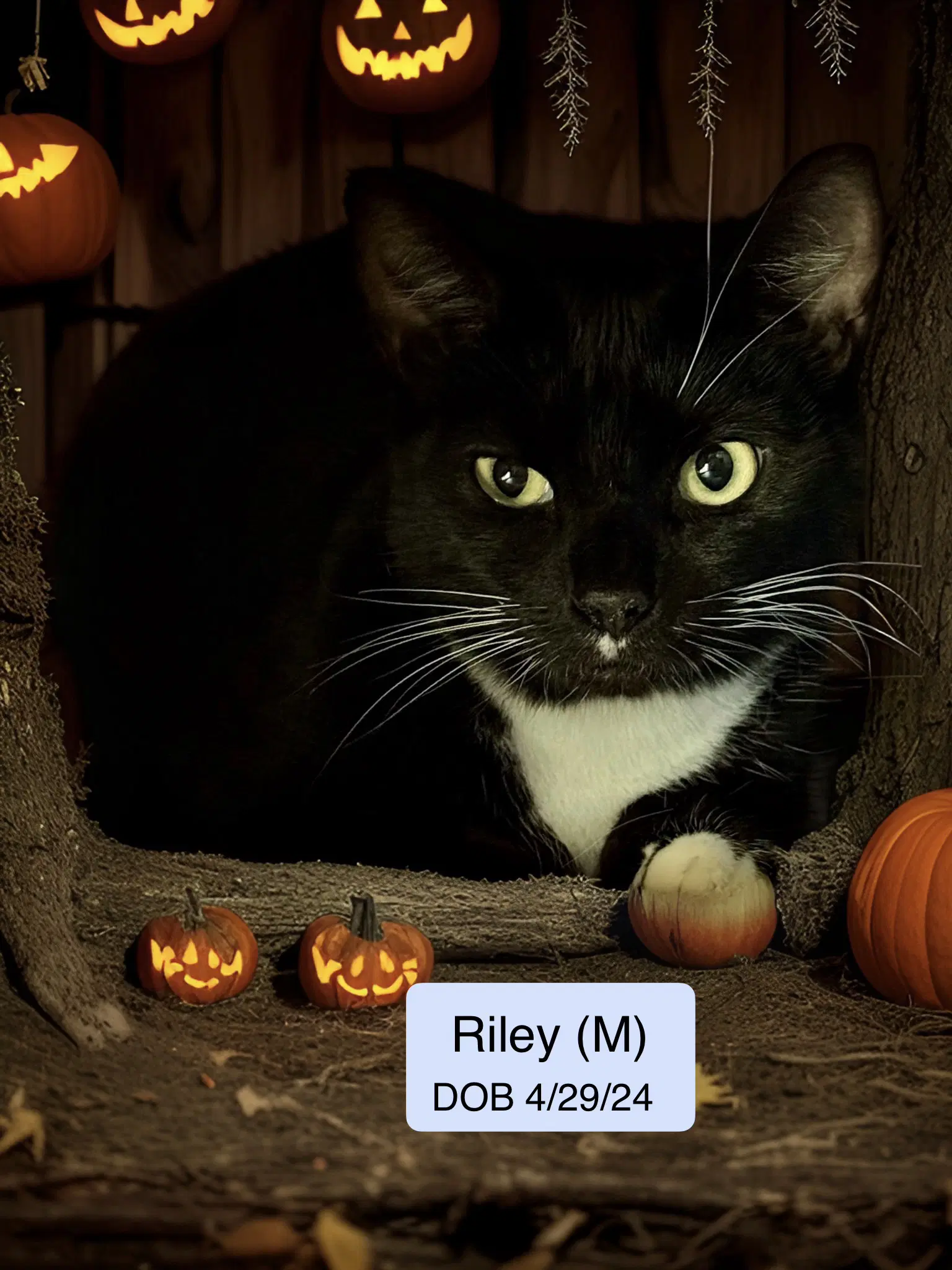 Riley image 1