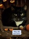 Riley