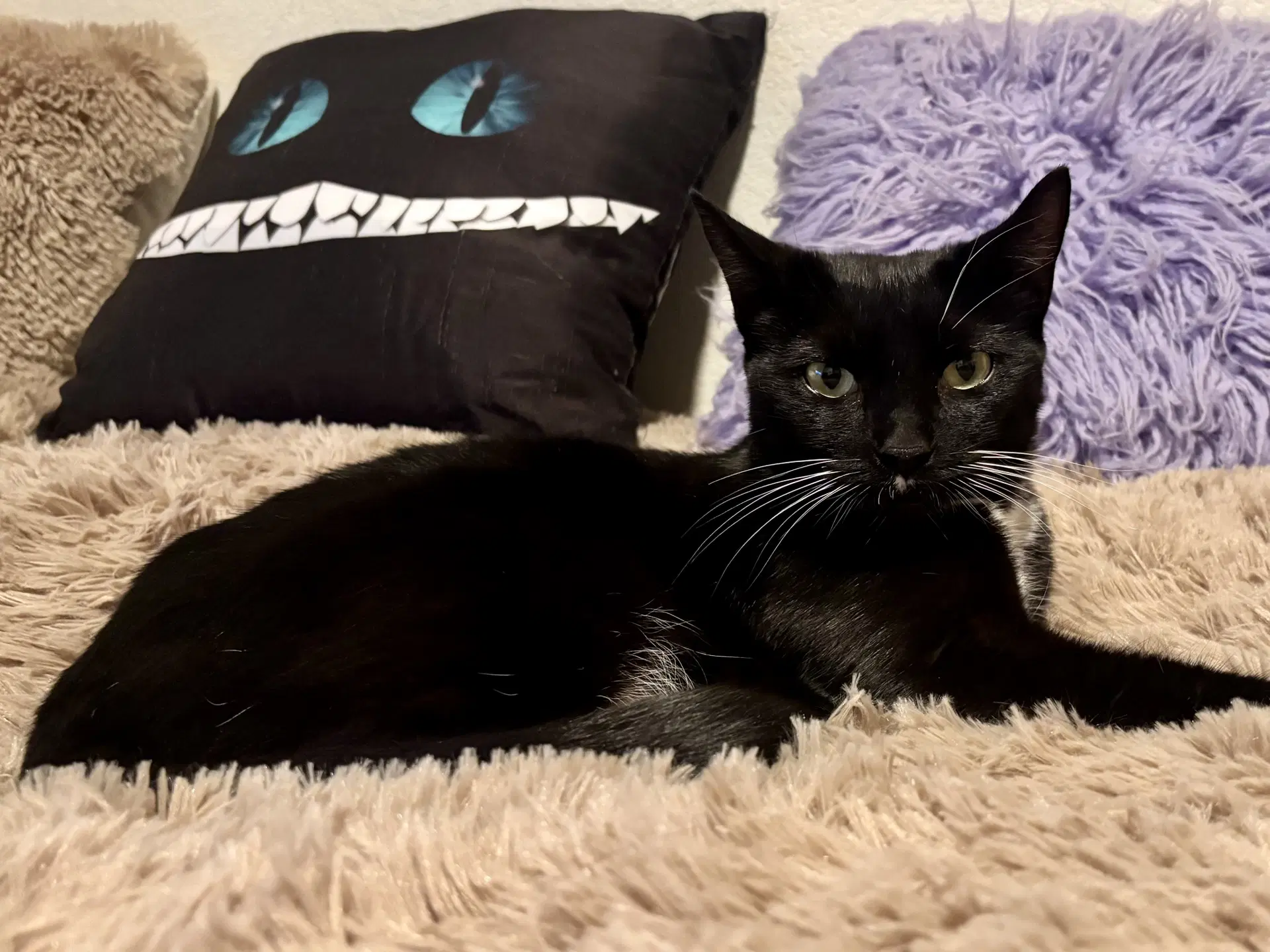 Riley image 2
