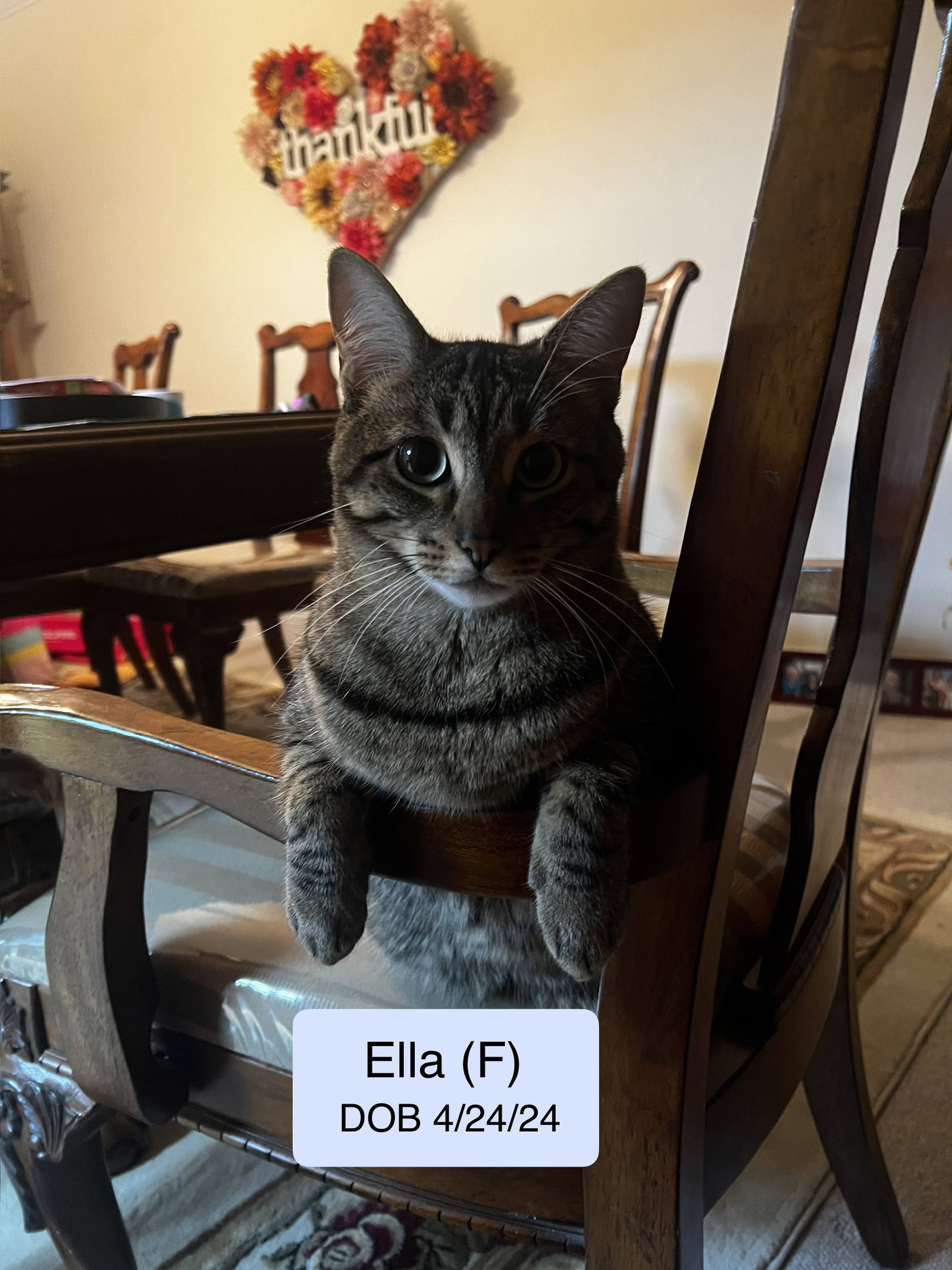 Ella bonded with Copurrnicus