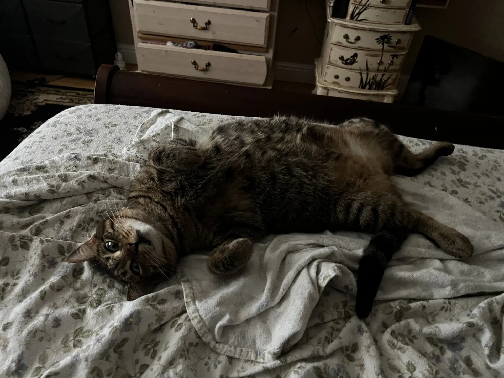 Ella Bonded With Copurrnicus image 2