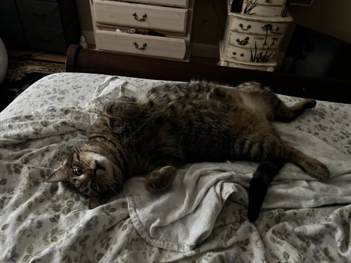 Photo 2 of Ella bonded with Copurrnicus
