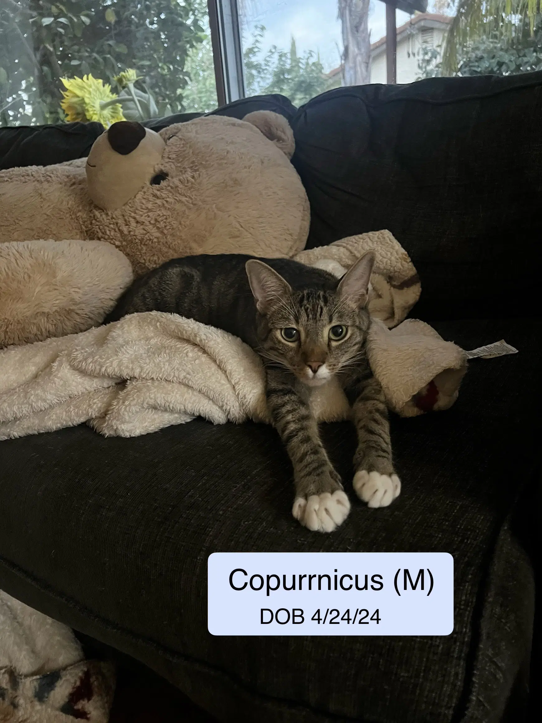 Copurrnicus Bonded With Ella - Domestic Short Hair