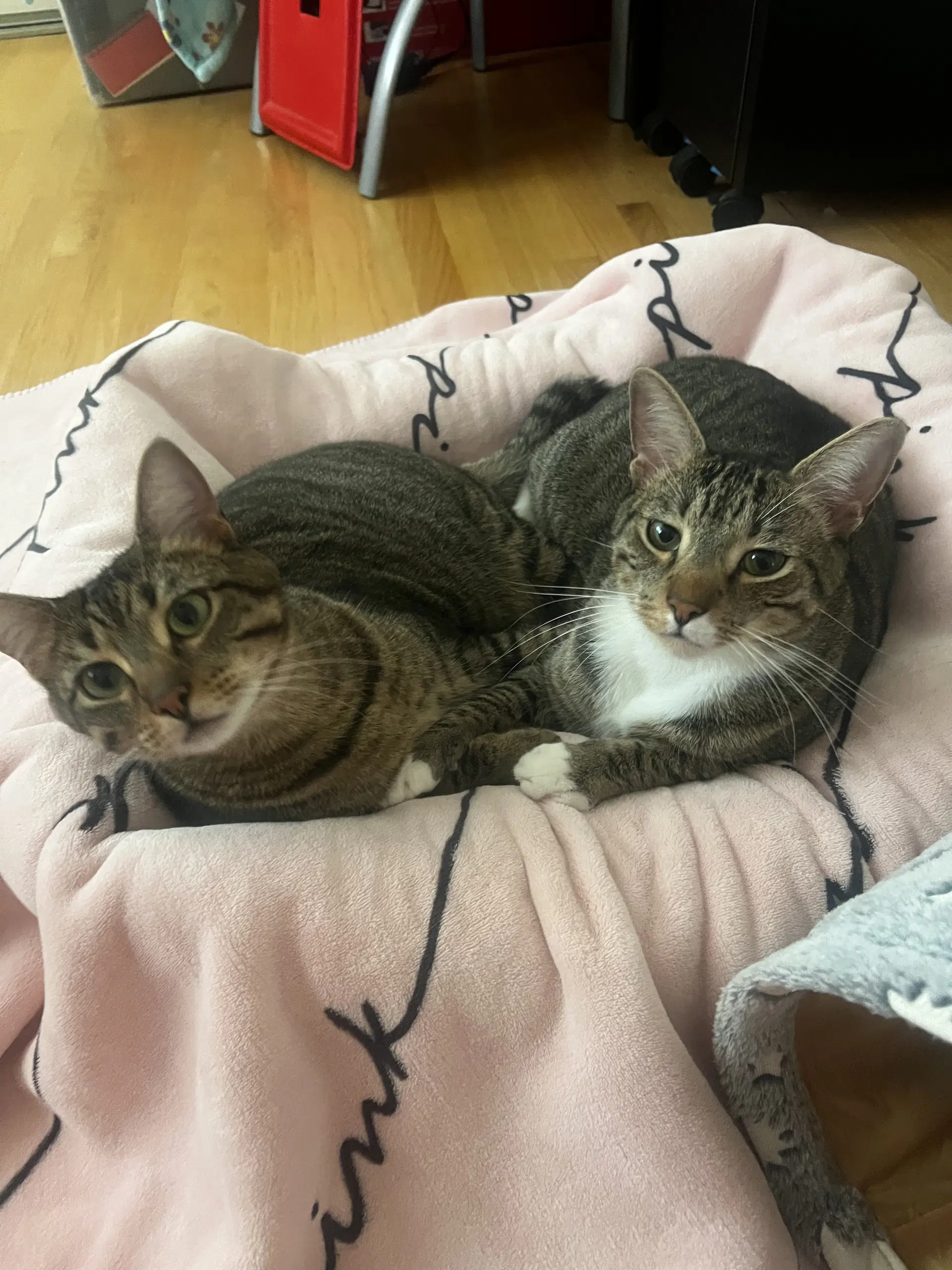 Copurrnicus Bonded With Ella image 3