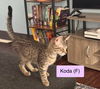 Koda