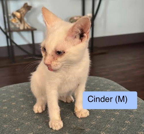 Cinder