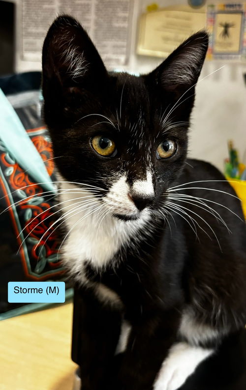 Stormie