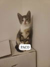 Paco