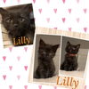 Lilly H