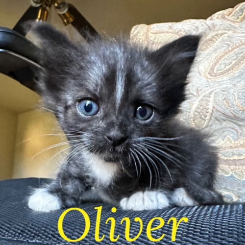 Yuki - Oliver