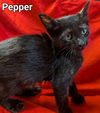 Pepper