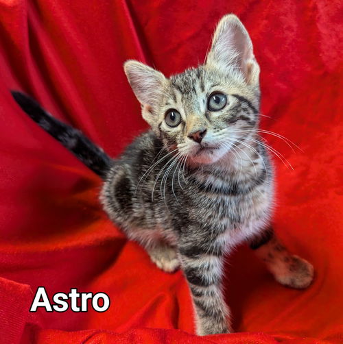 Astro