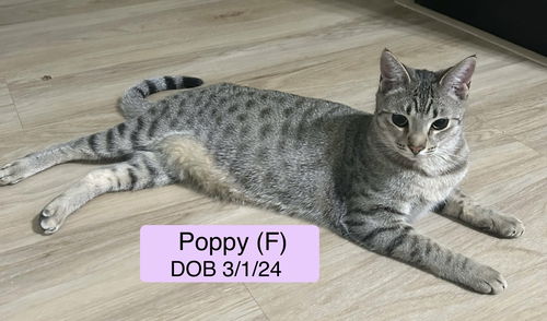 Poppy