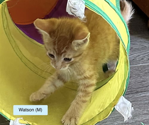 Watson