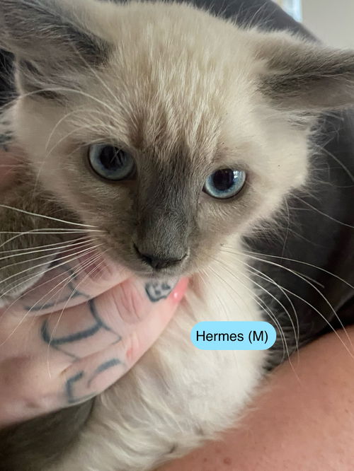 Hermes