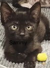 Sammy