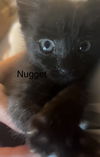 Nugget