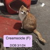 Creamscicle