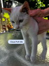 Cloud Puff