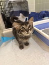 Gizmo