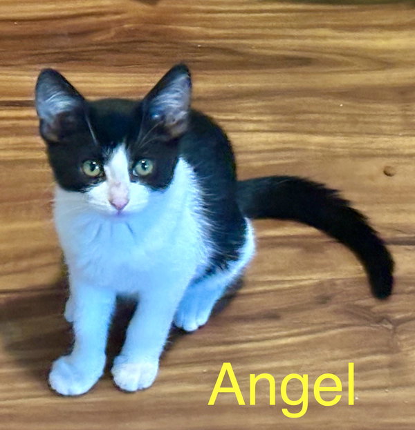 Angel