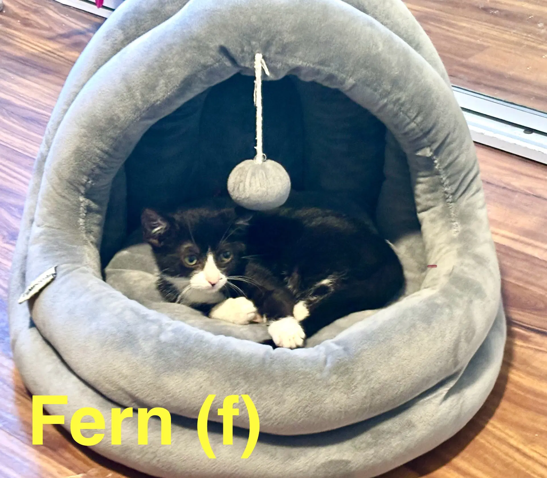 Fern image 2