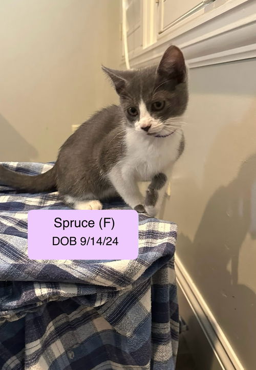 Spruce