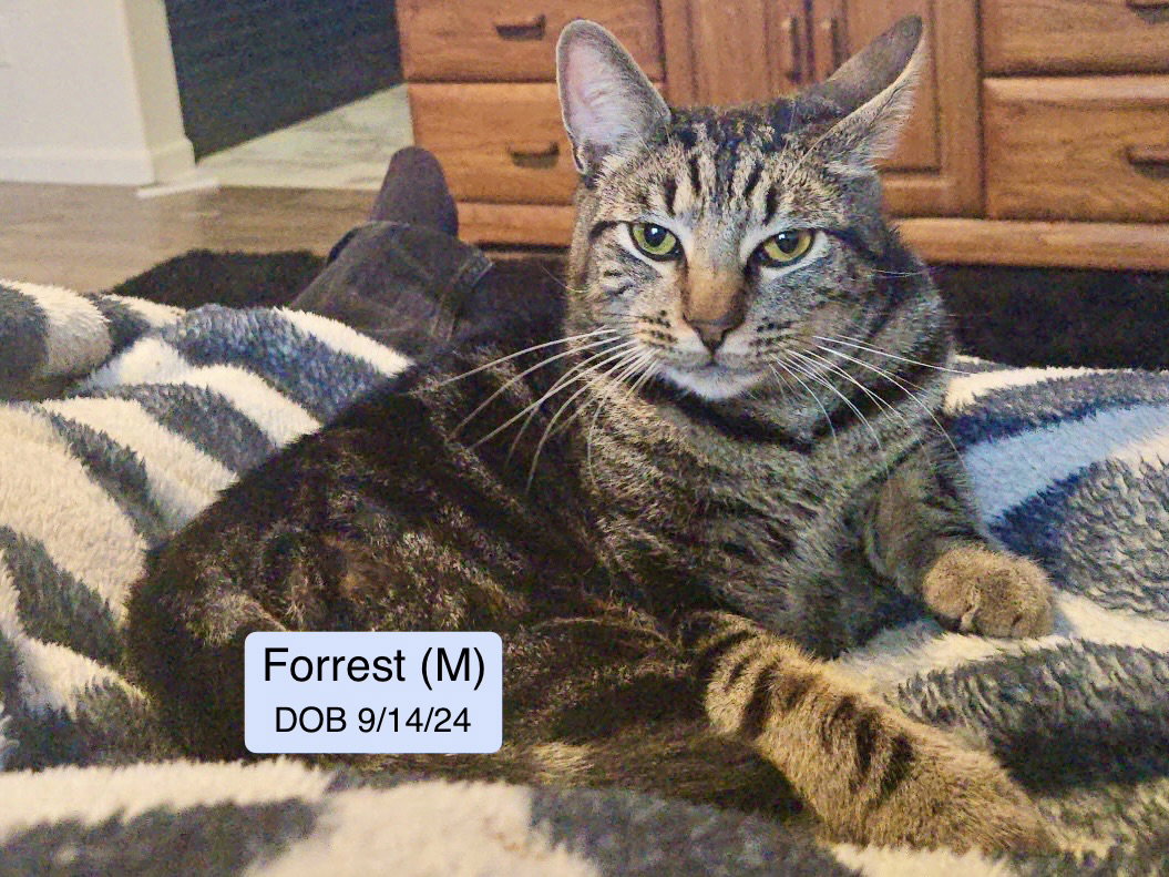 Forrest