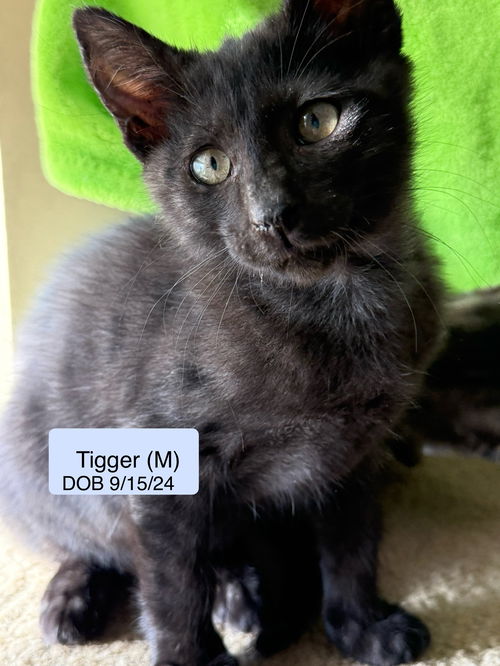 Tigger