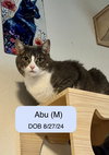 Abu