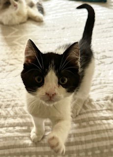 Pippa