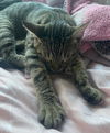 Linus