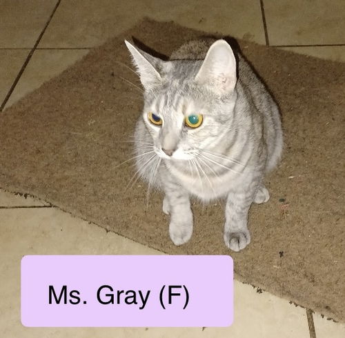 Ms Grey
